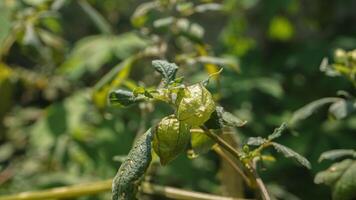 This plant is a wild plant commonly called cecenet or ceplukan which is efficacious as a traditional medicine photo