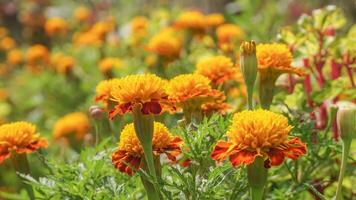 beautiful marigold flowers with nature background photo