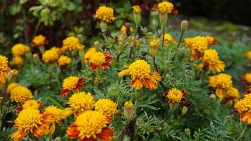beautiful marigold flowers with nature background photo