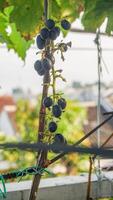 grape tree with its fruit photo