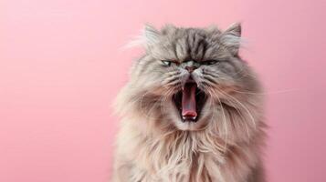 Persian, angry cat baring its teeth, studio lighting pastel background photo