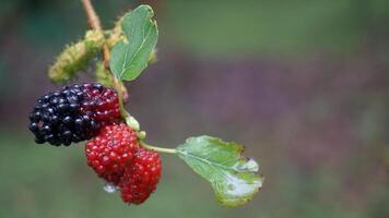 Mulberries after the rain, in Indonesia we call them Murbei. Blackberries Ripe berries and unripe berries photo