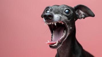 Italian Greyhound, angry dog baring its teeth, studio lighting pastel background photo