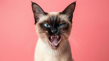 Siamese, angry cat baring its teeth, studio lighting pastel background photo