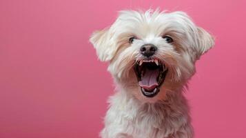 maltés, enojado perro desnudando sus dientes, estudio Encendiendo pastel antecedentes foto