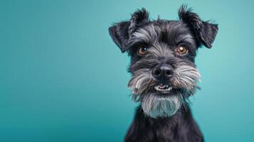 Miniature Schnauzer, angry dog baring its teeth, studio lighting pastel background photo