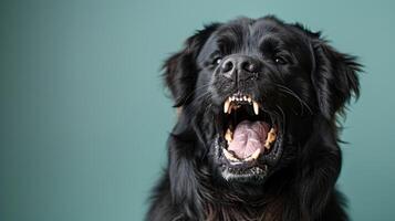 Terranova, enojado perro desnudando sus dientes, estudio Encendiendo pastel antecedentes foto