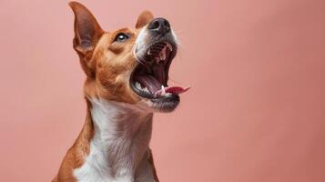 Basenji, angry dog baring its teeth, studio lighting pastel background photo