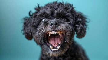 Portuguese Water Dog, angry dog baring its teeth, studio lighting pastel background photo