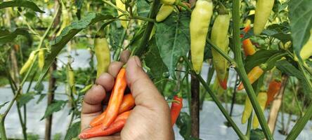 A man picks red chilies in a rice field. Chili with the scientific name Capsicum Annuum is one of the main ingredients in everyday cooking. Capsicum Annum grows well in tropical climates. photo