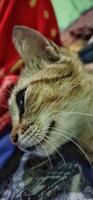 Portrait close up view of a local Indonesian cat, seen smiling. photo