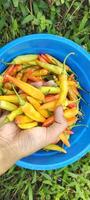 Portrait a man holding red chilies in a rice field. Chili or Capsicum Annum grows well in tropical climates. photo