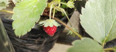 Selective focus of Fragaria Ananassa or strawberry fruit that look ripe in a pot next to the house. photo