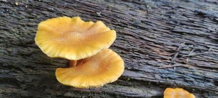 Flammulina velutipes grows wild on dead elm trees, and is also cultivated for human use. photo