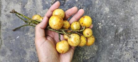 Man holding Kepundung or Menteng fruit, scientifically known as Baccaurea Racemosa, is a fruit plant native to Southeast Asia. Often found in Indonesia, Malaysia, Thailand and Brunei Darussalam. photo