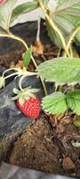 Close up view of selective focus Fragaria Ananassa or strawberry fruit that look ripe in a pot next to the house photo