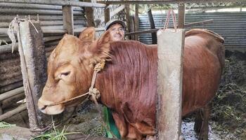 Magelang, Indonesia. April 20th, 2024 - The brown cow is large, almost taller than an adult human. This cow will be sold to be used as a sacrificial animal during the Muslim Eid al-Adha. photo