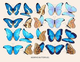 Morpho butterfly art in different views photo