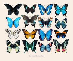 Big set of high detailed butterflies photo