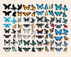 Big set of high detailed butterflies photo