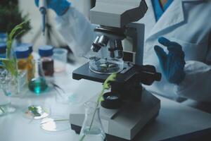 Scientist cutting plant tissue culture in petri dish, performing laboratory experiments. Small plant testing. Asparagus and other tropical plant. Thailand. Soft light, close-up. photo