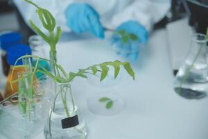 Scientist cutting plant tissue culture in petri dish, performing laboratory experiments. Small plant testing. Asparagus and other tropical plant. Thailand. Soft light, close-up. photo