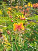 Natural flower beautiful background photo