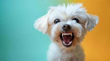 Maltese, angry dog baring its teeth, studio lighting pastel background photo