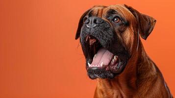 Bullmastiff, angry dog baring its teeth, studio lighting pastel background photo