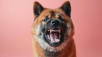 Akita, angry dog baring its teeth, studio lighting pastel background photo