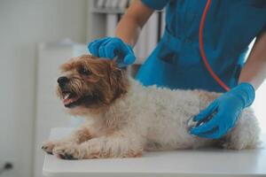 Closeup shot of veterinarian hands checking dog by stethoscope in vet clinic photo