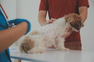 Closeup shot of veterinarian hands checking dog by stethoscope in vet clinic photo