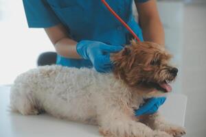 de cerca Disparo de veterinario manos comprobación perro por estetoscopio en veterinario clínica foto