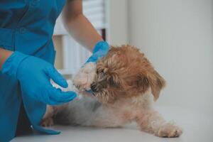 Closeup shot of veterinarian hands checking dog by stethoscope in vet clinic photo