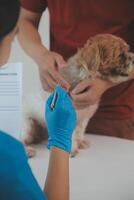 Closeup shot of veterinarian hands checking dog by stethoscope in vet clinic photo