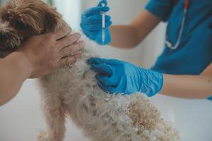 Closeup shot of veterinarian hands checking dog by stethoscope in vet clinic photo