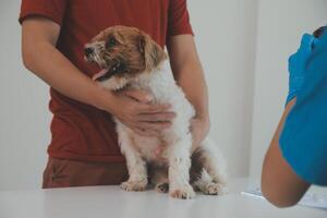 Closeup shot of veterinarian hands checking dog by stethoscope in vet clinic photo