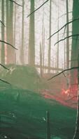 Lauffeuer brennt Boden im Wald video