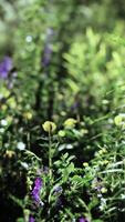 wild meadow with blooming wildflowers in soft early morning or sunset sunlight video