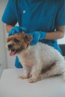 Closeup shot of veterinarian hands checking dog by stethoscope in vet clinic photo