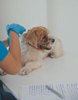 Closeup shot of veterinarian hands checking dog by stethoscope in vet clinic photo