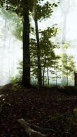 sole che sorge in una foresta con nebbia video