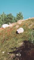 vacker utsikt över idylliska alpina bergslandskap med blommande ängar video