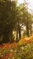 Beautiful view of idyllic alpine mountain scenery with blooming meadows video