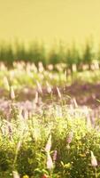 fält med blommor under sommarsolnedgången video