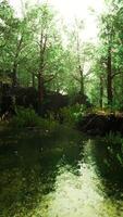 small pond in the forest with moss covered rocks video