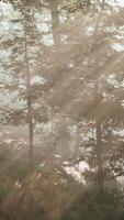 beboste bosbomen verlicht door gouden zonlicht video