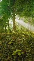 mystischer Wald am nebligen Morgen video