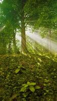 mystiek hout in de mistige ochtend video