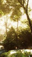 lapso de tempo de uma selva tropical nas montanhas de porto rico video